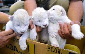 White lion cubs at Hyogo zoo