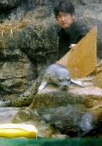 Seal pup born after disaster arrives at Fukushima aquarium