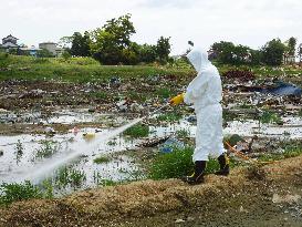 Pests pose menace in rubble-strewn northeastern Japan