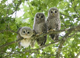 Owl chicks in Hokkaido