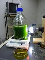 IHI to launch R&amp;D firm for algae biofuel