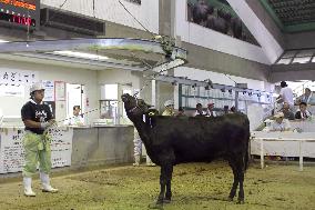Fukushima beef cattle auction