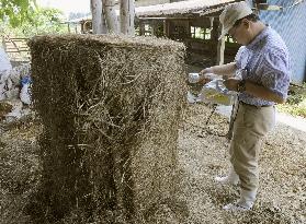Measuring radiation levels in straw