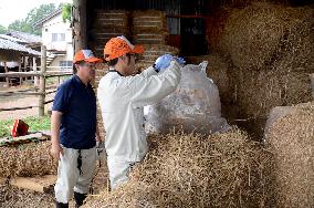 Radiation test on straw