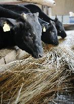 Cattle straw