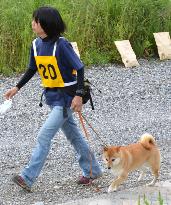 Shiba Inu becomes police dog