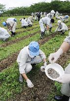 Sunflower seeds sowed in Fukushima to lower radiation levels