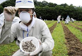 Sunflower seeds sowed in Fukushima to lower radiation levels