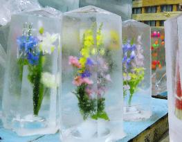 Flowers in ice