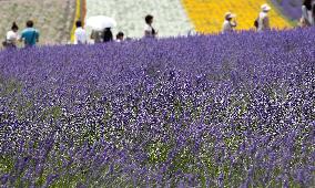 Lavender in Hokkaido