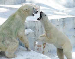 Icicle gift to newlywed polar bear couple