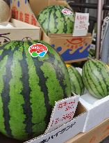 Watermelon prices high in Japan