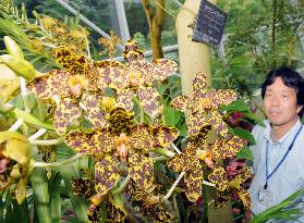 Tiger orchid in bloom