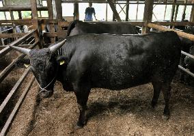 Japan suspends Miyagi beef cattle shipments