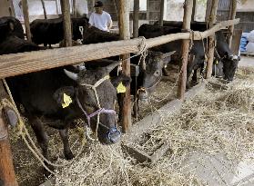 Japan suspends Miyagi beef cattle shipments