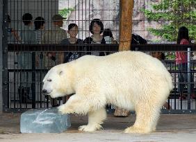 Polar bear given ice