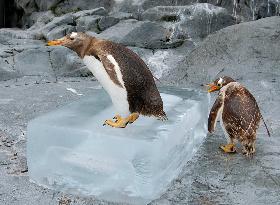 Penguins given ice