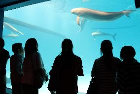 Porpoises at reopened Miyajima aquarium