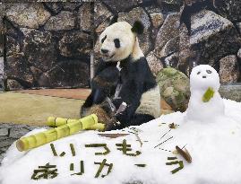 Father's Day gift for giant panda Eimei