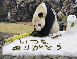 Father's Day gift for giant panda Eimei