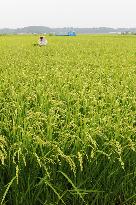 Rice field in Chiba Pref.