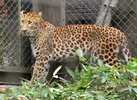 Amur leopard at Yokohama zoo