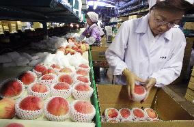 Peak shipments of Fukushima peaches