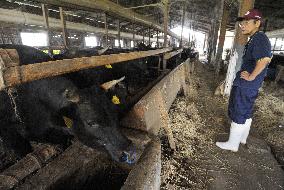 Ban lifted on Miyagi cattle shipments