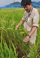 Searching for radiation-resistant rice