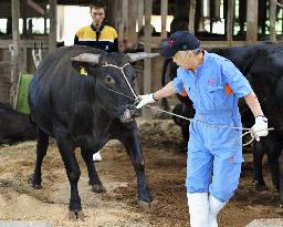Beef cattle shipment resumed in Miyagi