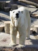 Polar bear breeding program
