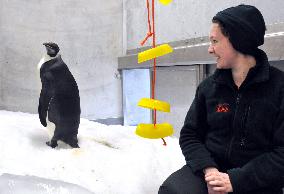 Antarctic penguin treated in New Zealand