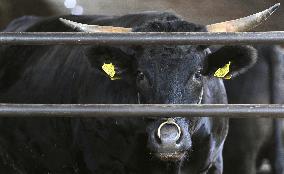 Cattle shipment ban lifted