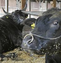 Cattle shipment ban lifted