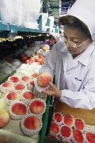 Price of Fukushima peaches tumbles