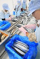 Iwate's Ofunato 1st saury shipments since disaster