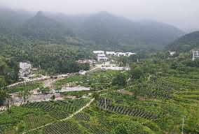 Xinhua Headlines: China's mountainous areas explore new ways to generate wealth through green assets