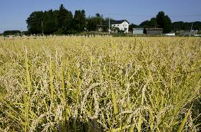 Fukushima Pref. declares newly harvested rice safe for shipment