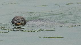 Seal swims in Arakawa River