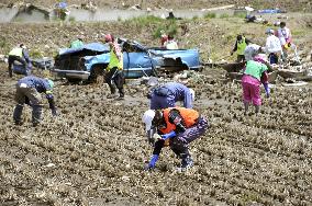 Tsunami-hit rice paddy in Iwate Pref.