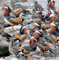 Mandarin ducks come to Japan from north