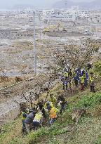 Cherry tree-planting project to remember tsunami