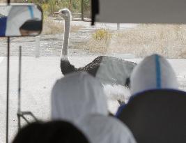Ostrich near Fukushima nuclear plant