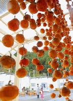 Making dried persimmons in disaster-hit Ofunato