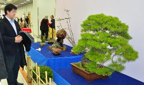 A-bomb surviving bonsai from Hiroshima