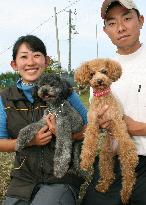 Toy poodles qualified to work as police dogs