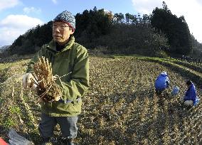 Survey in Fukushima rice field