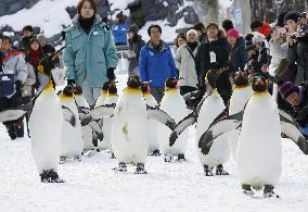 March of penguins at Asahiyama Zoo