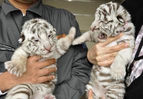 White tiger cubs at Kagoshima zoo
