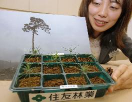 'Miracle pine' seedlings